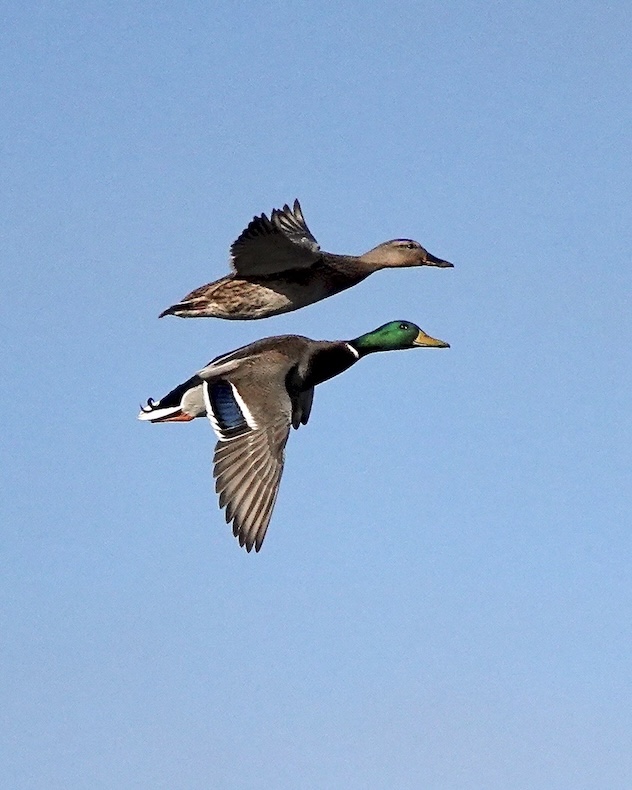 mallard